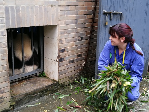 Panda Volunteer
